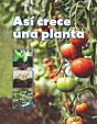 Así crece una planta