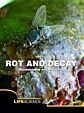 Rot and Decay